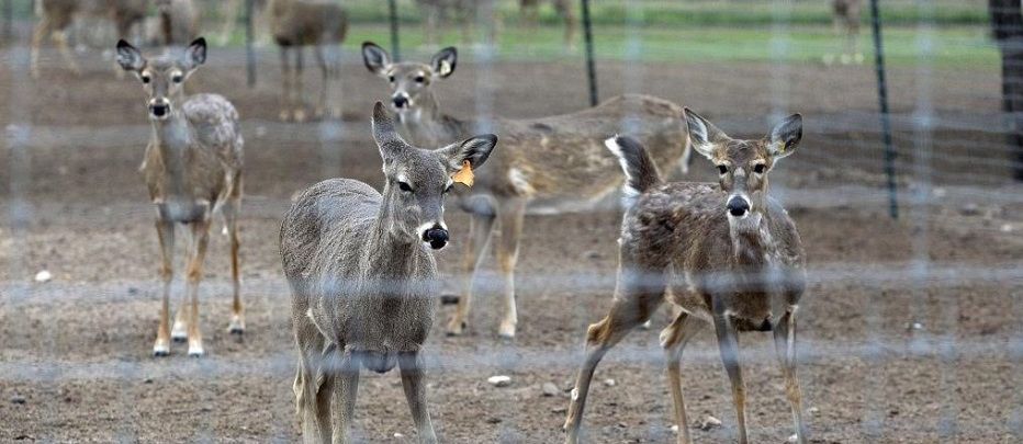 sa_express_news_deer_wasting_lavaca