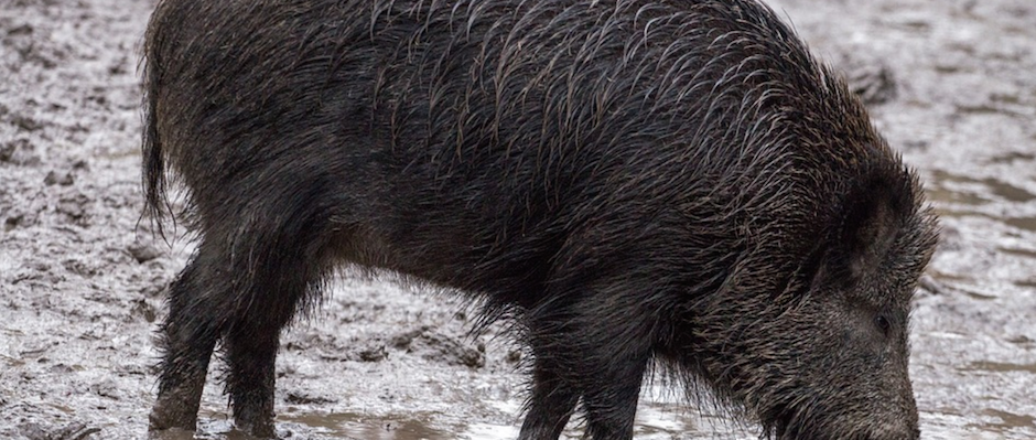 Antibiotic Use on Farms Helps Fuel Antibiotic-Resistant Diseases