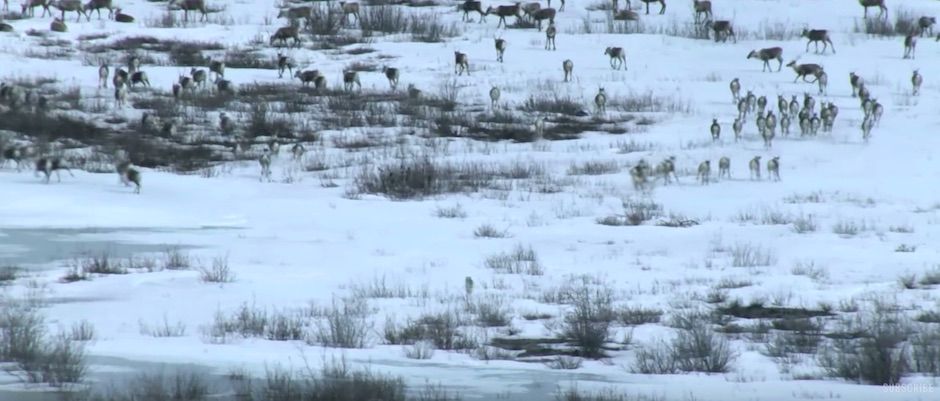 circle_ranch_bbc_wolf_hunt_epic