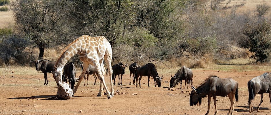 Learning from Africa's Herbivores