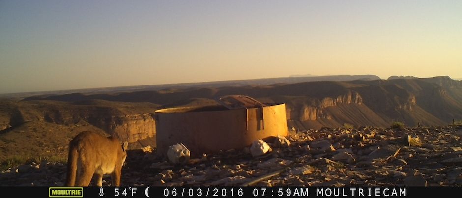 Mid-Summer 2016 Game Cameras