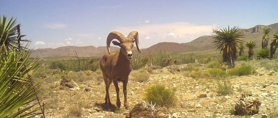 circle_ranch_bighorn_feature