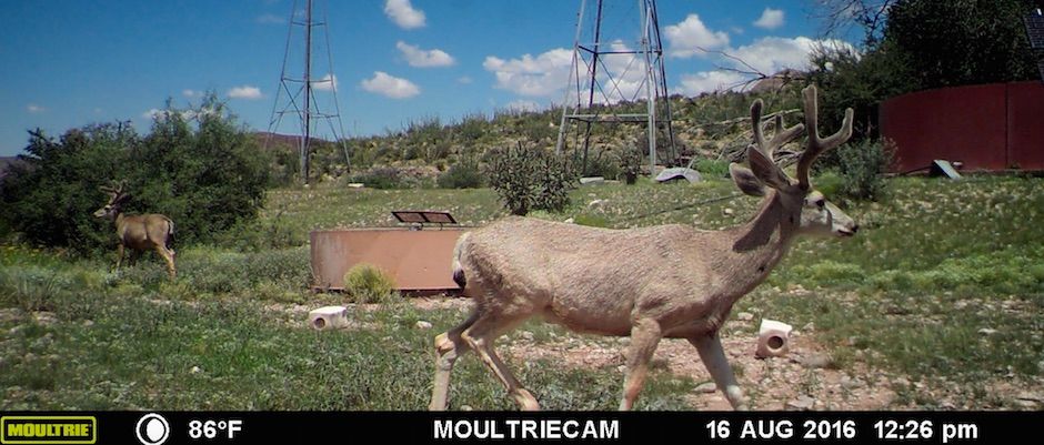 circle_ranch_game_camera_september