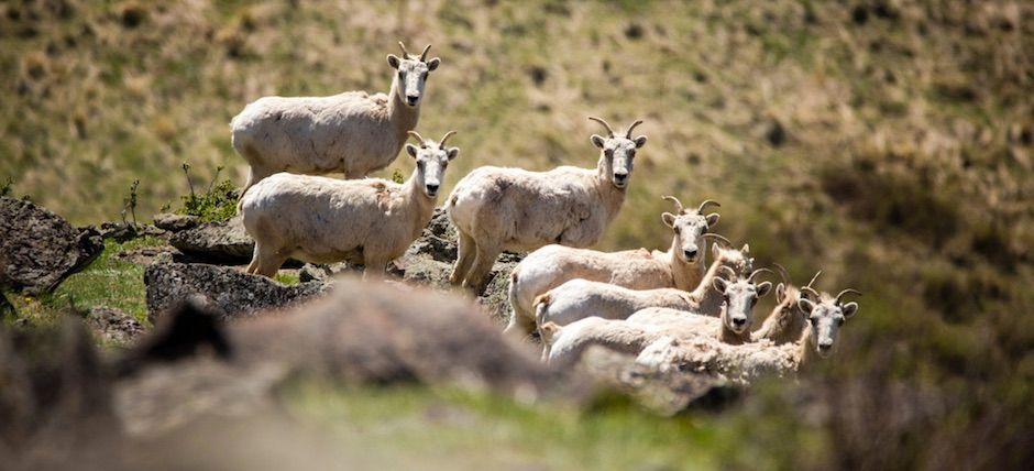 big_horn_sheep