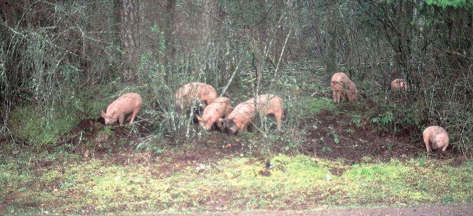 Texas Approves Feral Hog Hunting by Hot Air Balloon