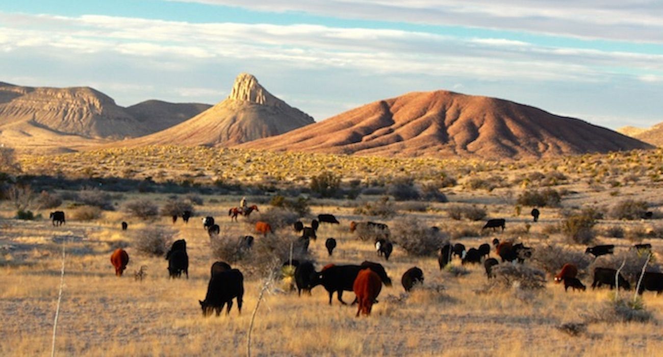 cattle grazing on a desert grassland in West Texas