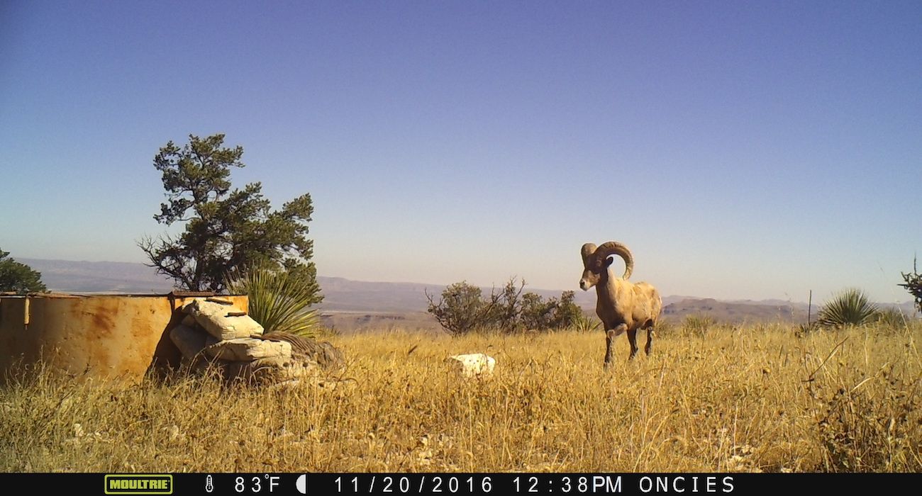 far_west_texas_wildlife_winter_2017