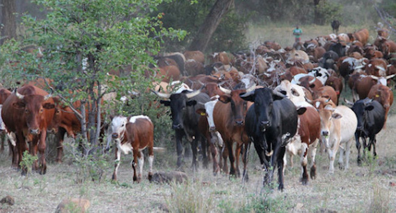 savory_institute_holistic_circle_2021