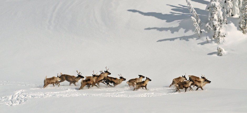 Hunting Moose in Canada to Save Caribou From Wolves