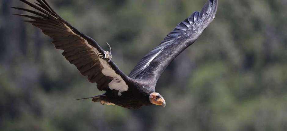 condor_californa_feature