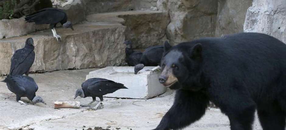 vultures_san_antonio_zoo