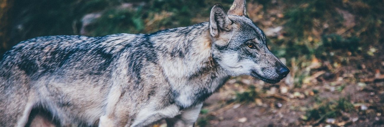 wolves_in_texas