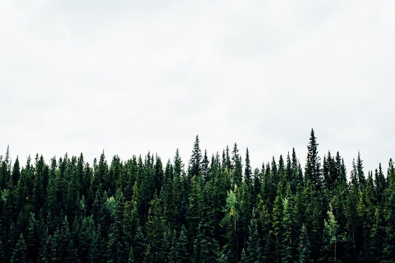 trees_fdr