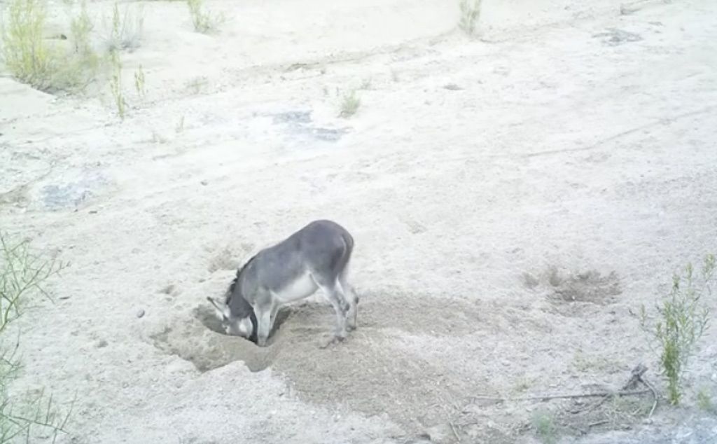 burros_dig_wells_circle_ranch