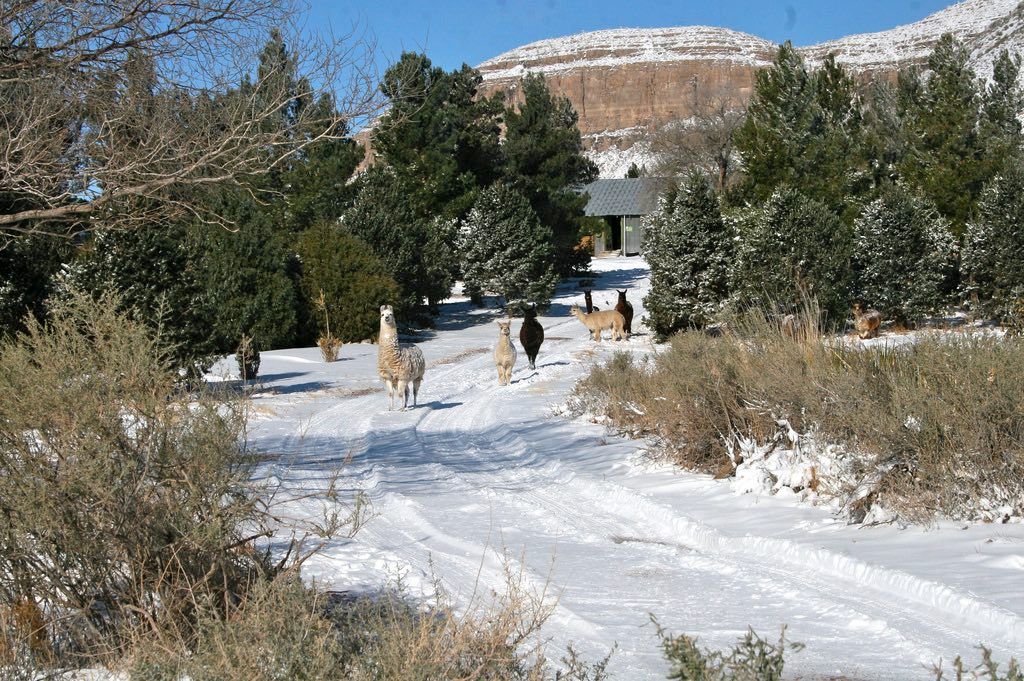 circle_ranch_west_texas_snow
