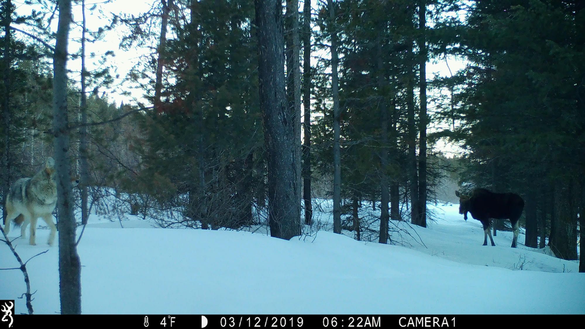 moose_wolf_pitchstone_waters_idaho