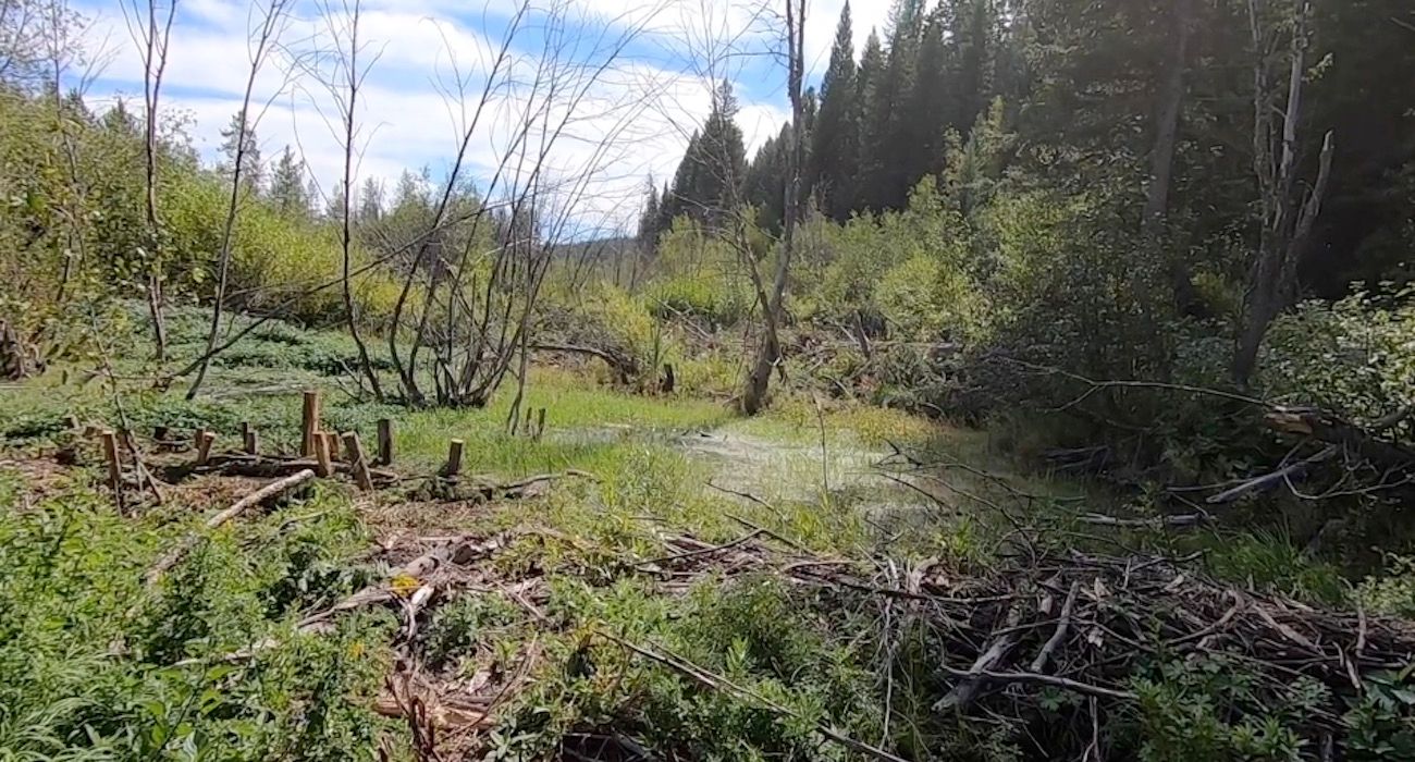 pitchstone_waters_restoring_beaver_meadow