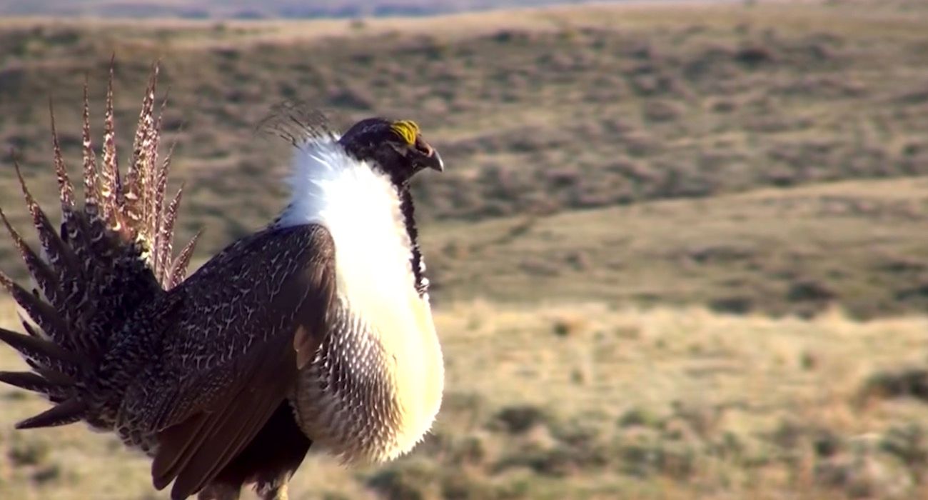 sage_grouse_colorado