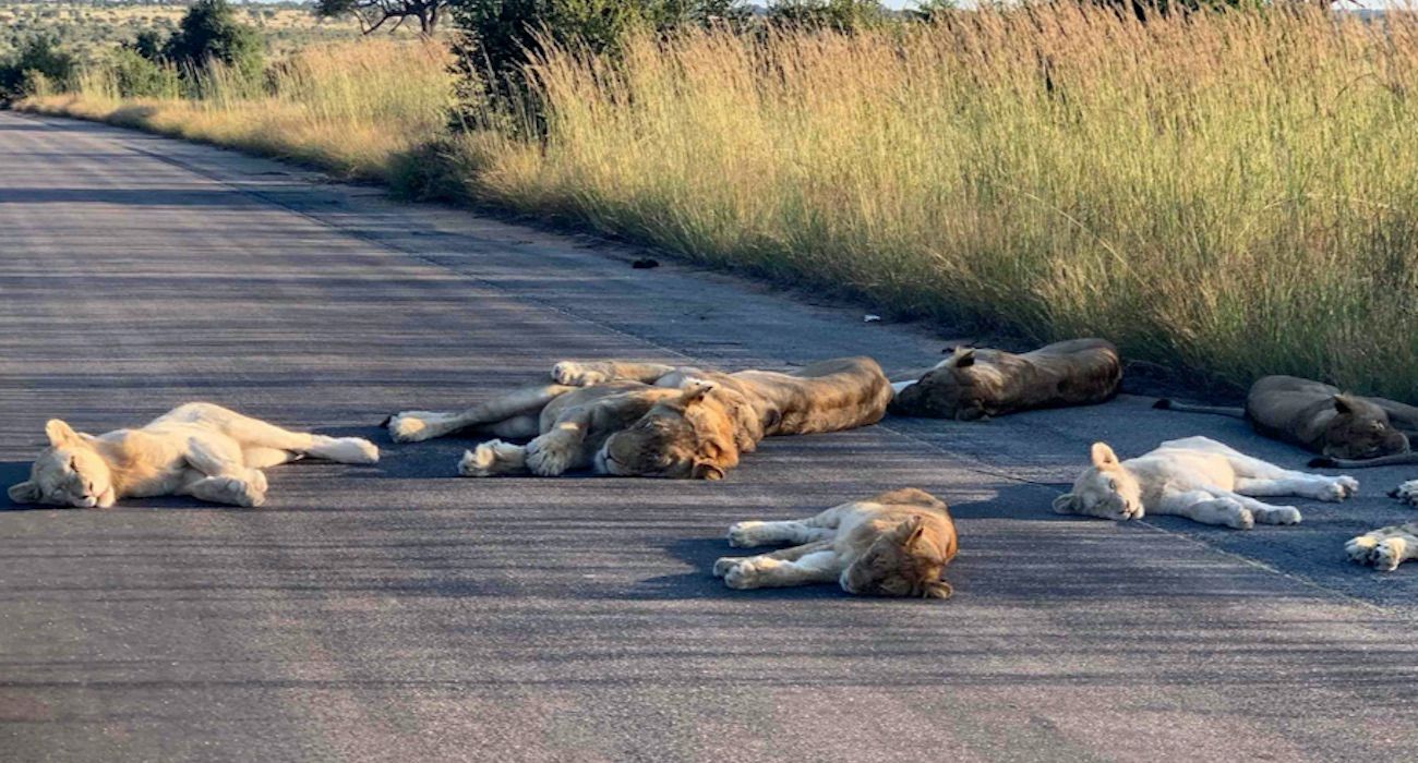 lions_sleeping_road_south_africa