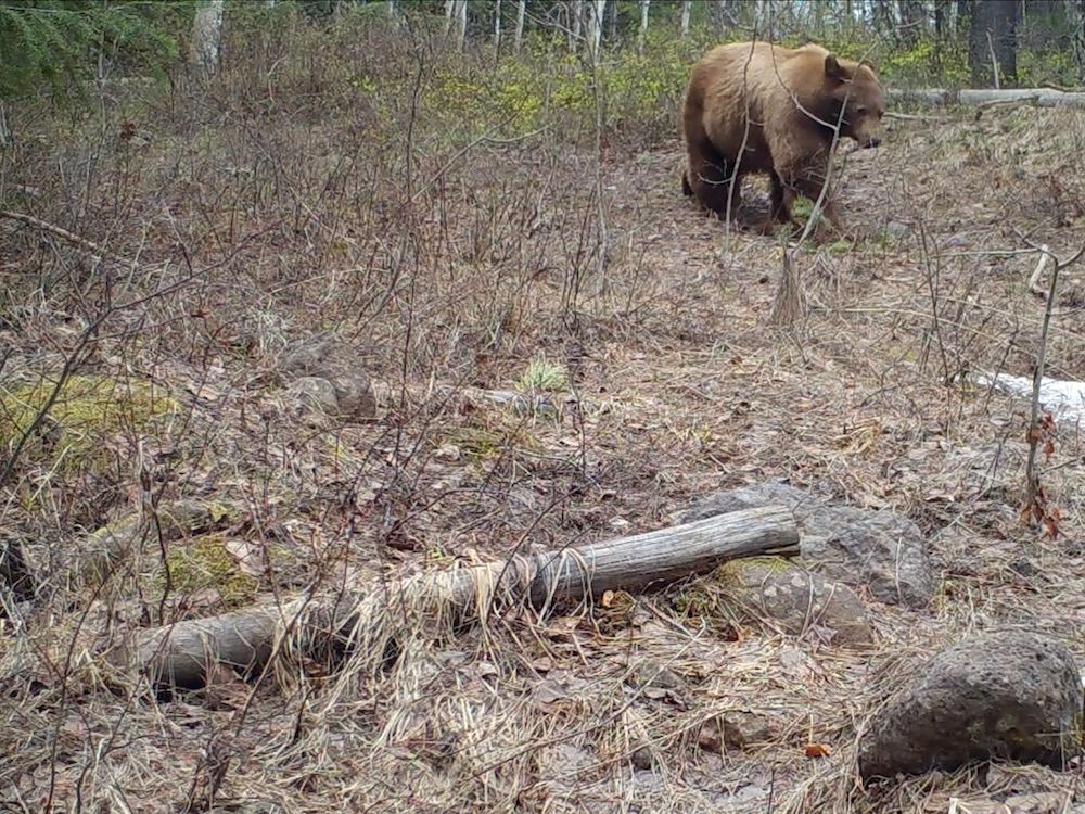 bear_pitchstone_waters_idaho