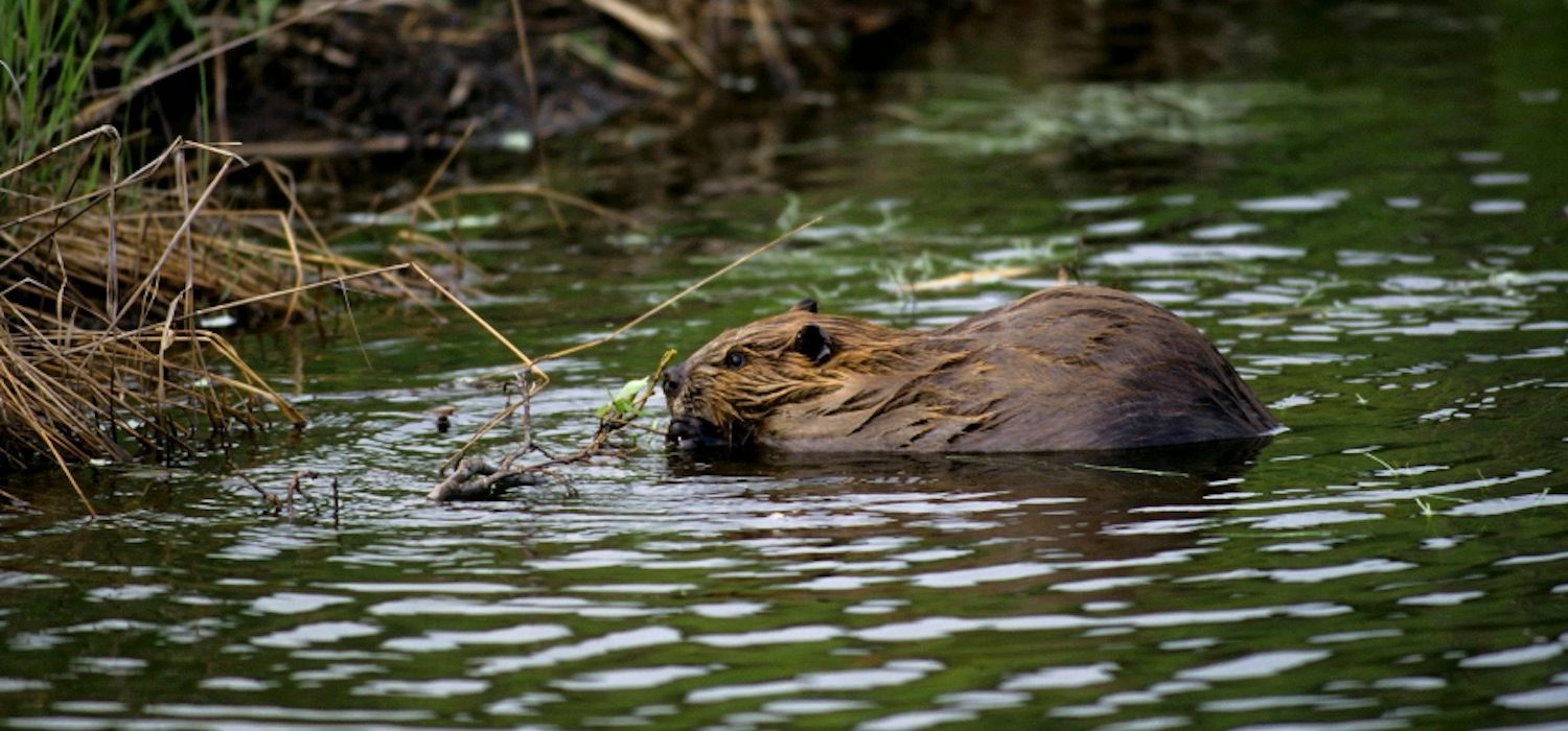 beavers_alaska_denali_national_park