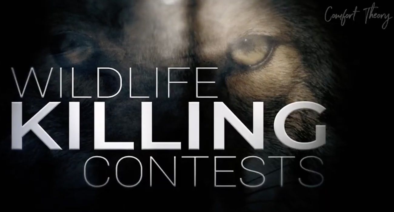 Wildlife Killing Contests: The Hidden World of Killing Animals for Prizes