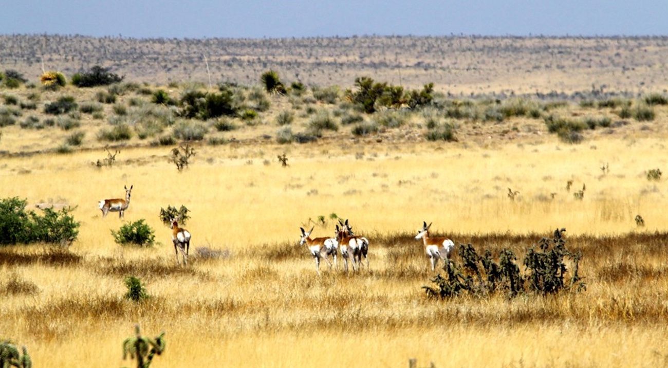 Using Cows to Improve Wildlife Habitat and Increase Pronghorn