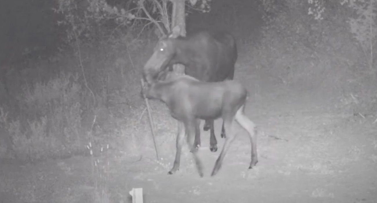 Idaho Game Cam