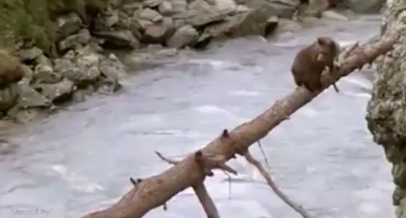 Cougar vs. Bear
