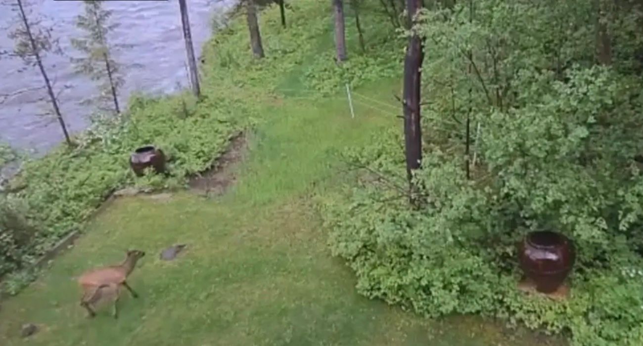 elk calf has been swept downstream trying to ford the Fall River