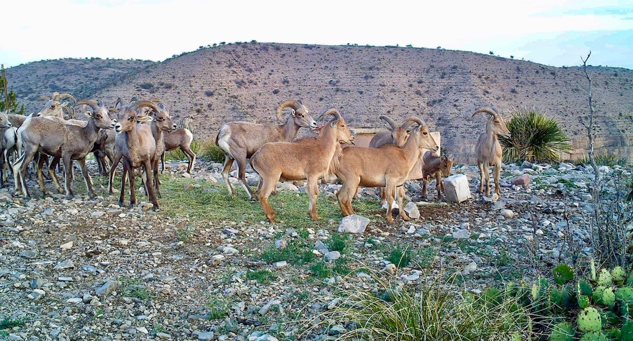 Aoudad herd drinking water in a West Texas grassland