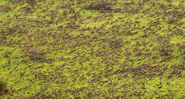 world’s largest animal migration