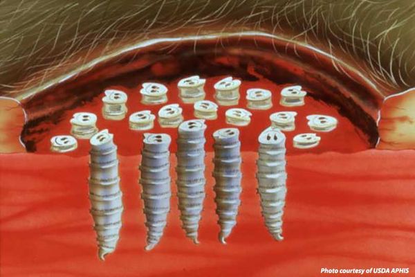 Screwworm Eradication Program and History