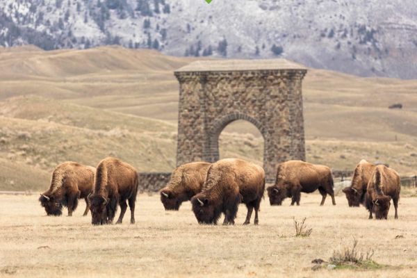 Scientists Spent 6 Years Tracking Yellowstone's Great Bison Migration. What They Found is Remarkable