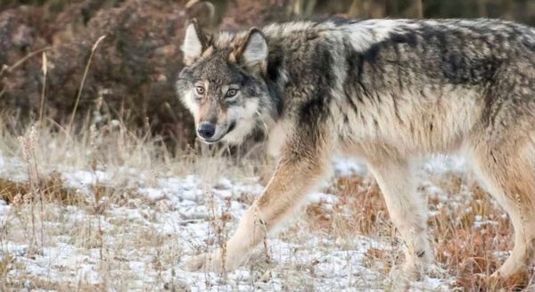 Montana Fish & Wildlife Commission Approves Record High Wolf Kill Quota
