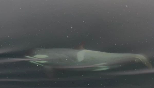 Pack Ice' Killer Whale