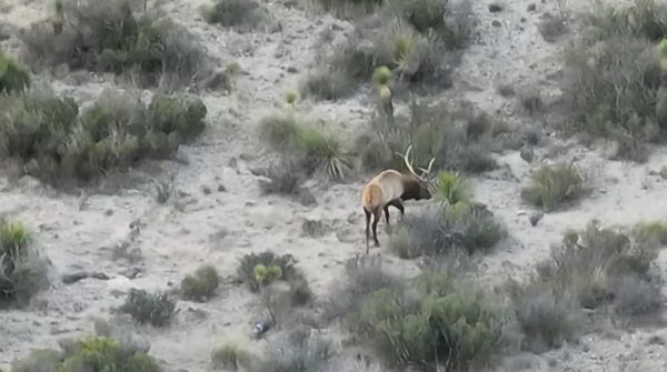 West Texas Bull Elk Eating Sotol (dasylirion texanum)