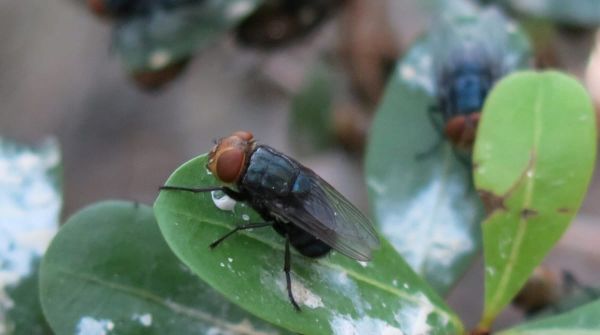 USDA Releases Nearly 400 Million Sterile Flies In Texas In Fight Against New World Screwworm
