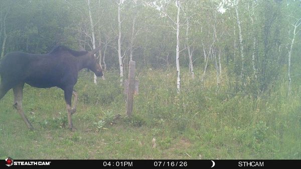 moose in Idaho, caught on a trail camera