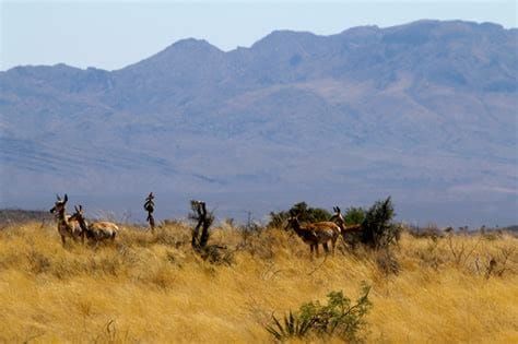 The Pronghorn Lesson: Recovery Requires Room to Move