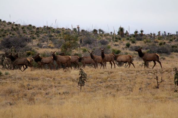The Texas Elk Dispute Was Never Just About Elk