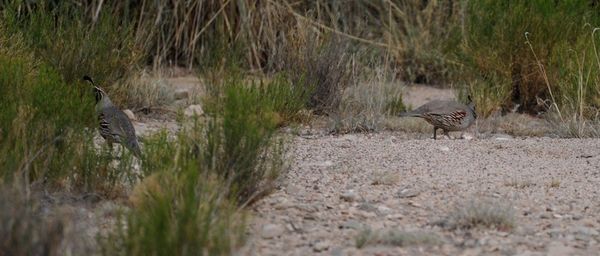circle_ranch_texas_quail