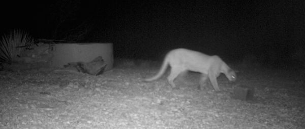 circle_ranch_cougar_night_feature