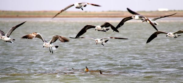 Circle Ranch - Reds on Shrimp