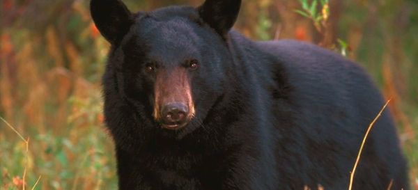 Predicting for the Return of West Texas Black Bears