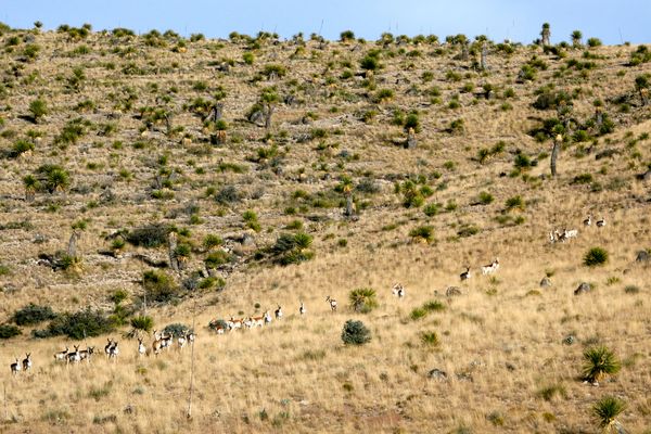 Explaining Pronghorn Decline: The Answer is Hidden in Plain SightExplaining Pronghorn Decline: The Answer is Hidden in Plain 
