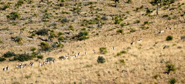 Circle Ranch - Pronghorn Decline