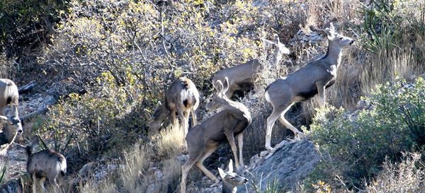 Circle Ranch - Cows and Desert Mule Deer