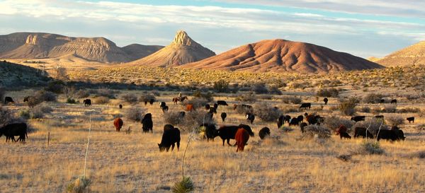 Circle Ranch - Grazing the Impossible