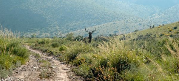 Circle Ranch - Cows and Elk